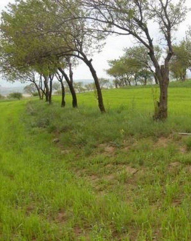 Orchard-based Agroforestry (intercropping)