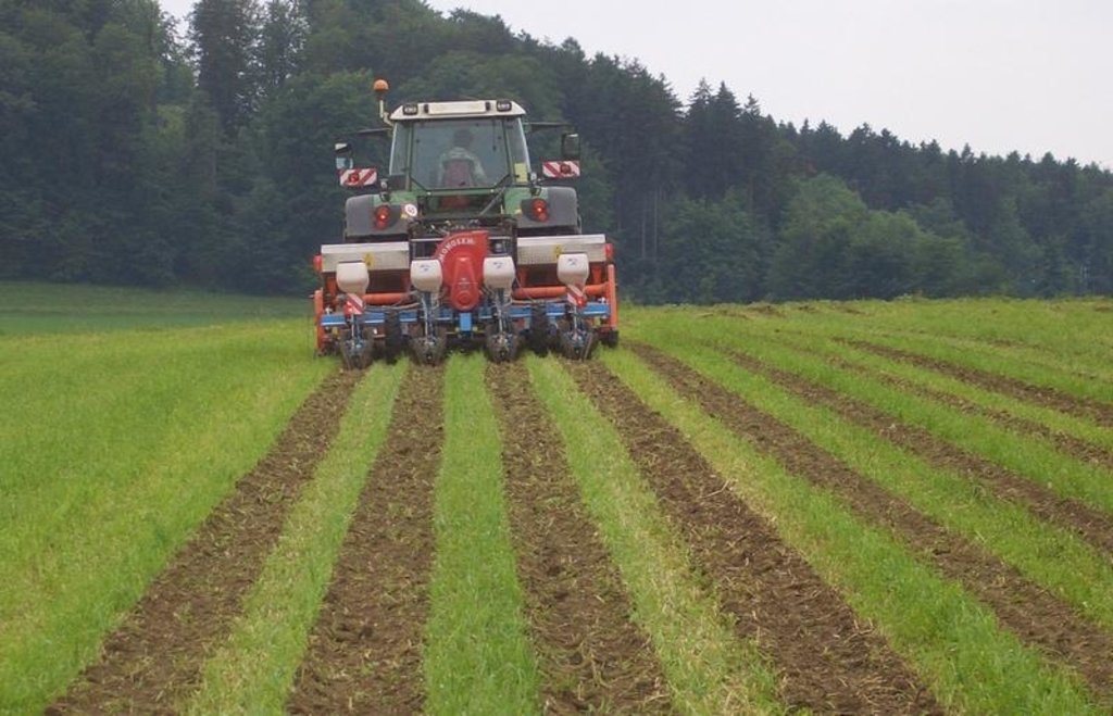 Maize strip tillage