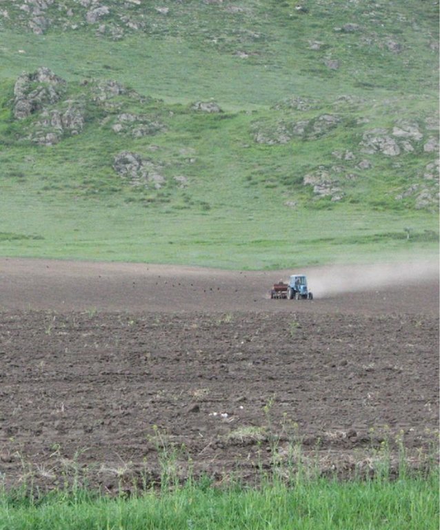 Creation of a perennial grass seed area