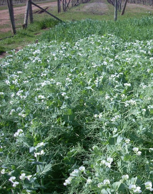 Crop rotation with legumes