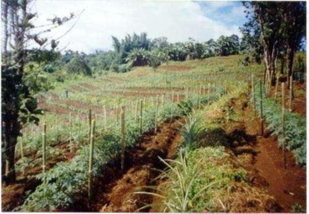 Natural vegetative strips