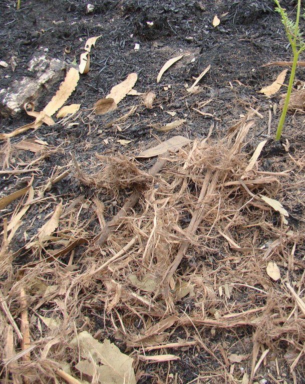 Mulching after forest fires
