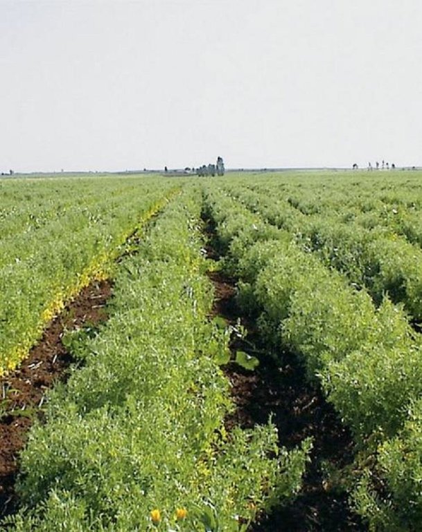 No-till technology
