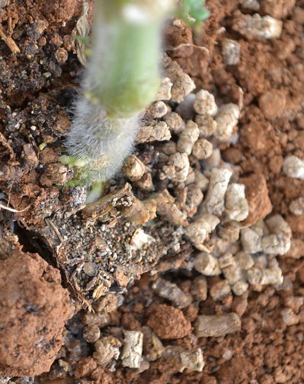 Application of biological agents to increase crop resistance to salinity