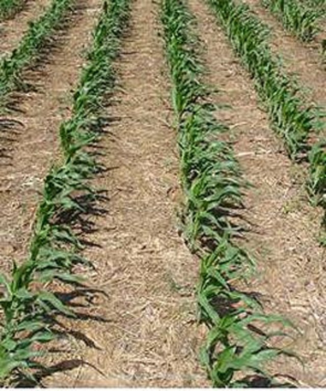 Minimum tillage and direct planting