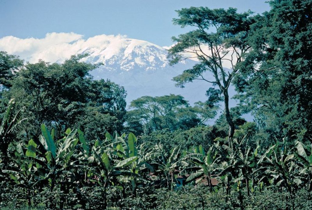 Chagga home gardens multiple cropping