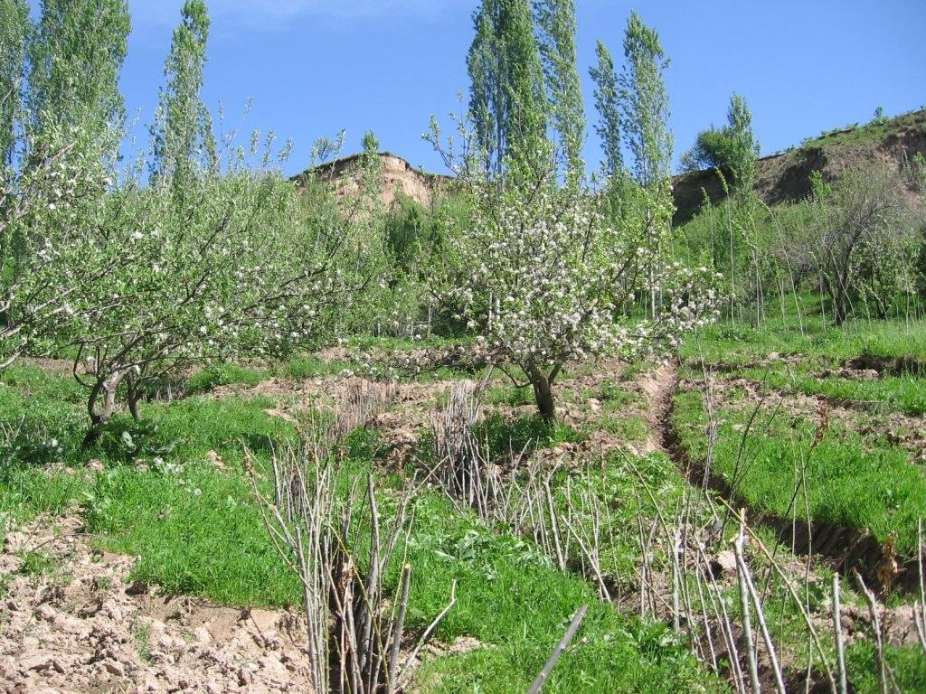 Landslide prevention using drainage trenches lined with fast-growing trees