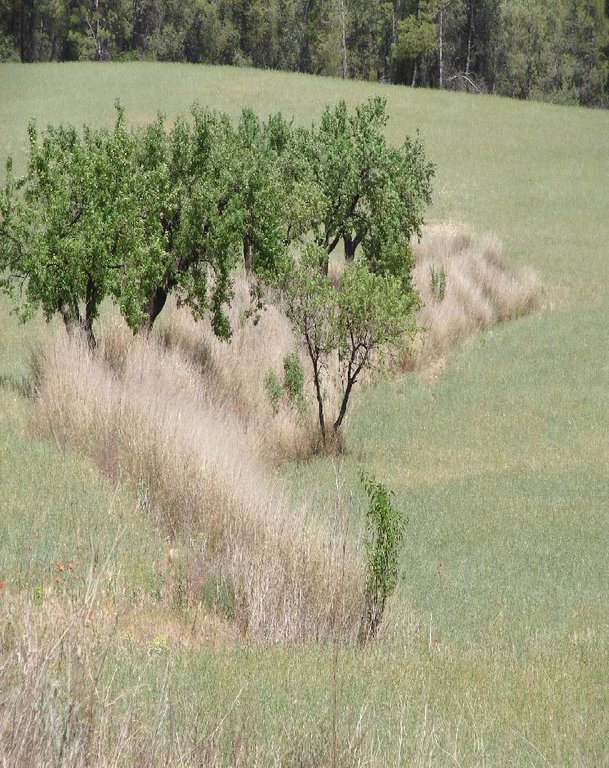 Vegetated earth-banked terraces
