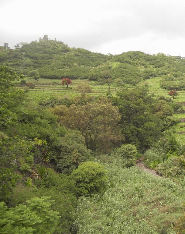Trees on mountain slopes together with moisture accumulating trenches