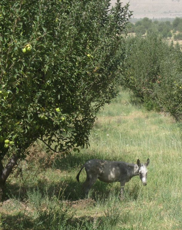Silvo-pastoralism: Orchard with integrated grazing and fodder production