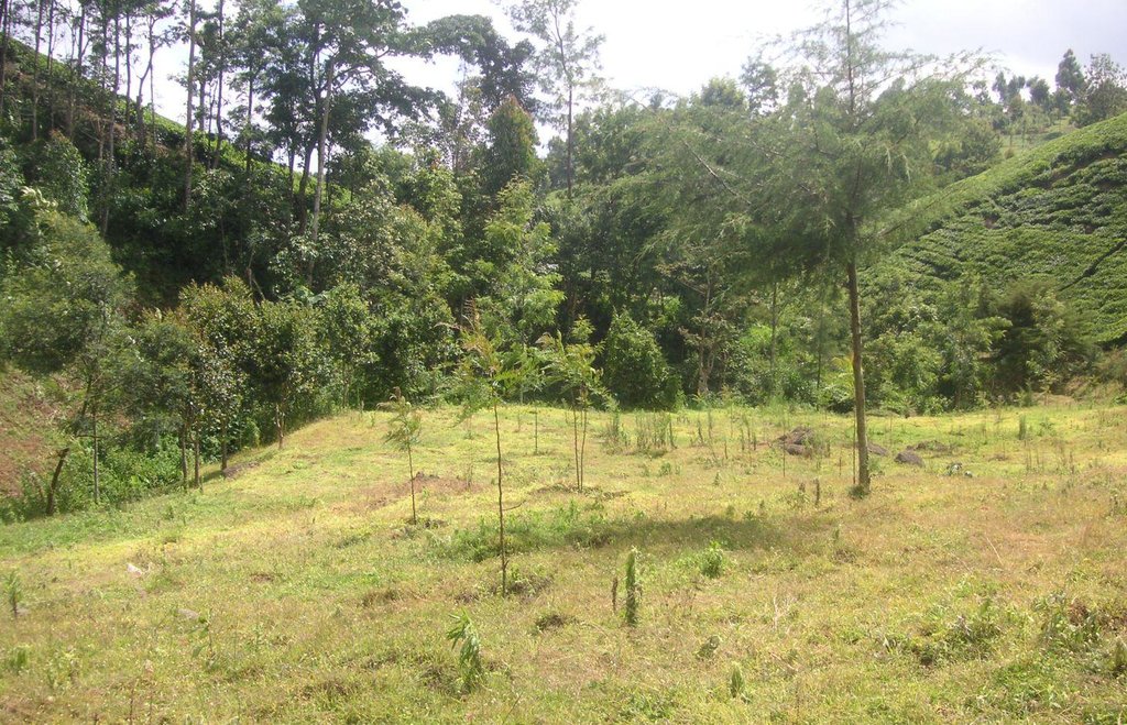 Tree row and grass strip