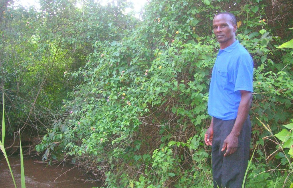 Riparian forest to improve river bank stabilization