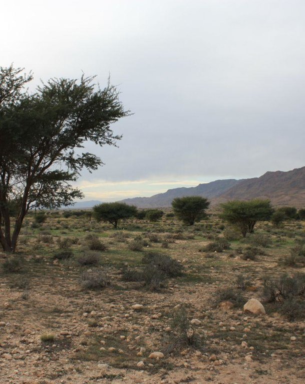 Area closure and reforestation