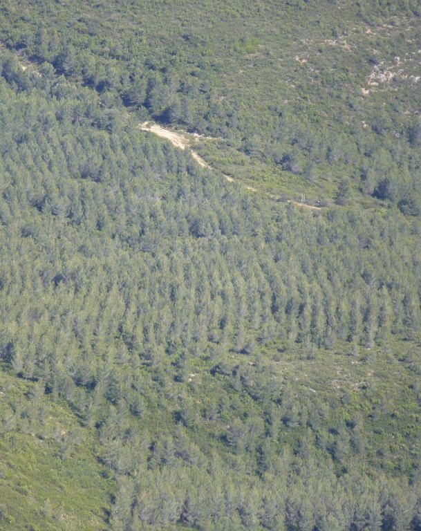 Reintroduction of forest cover after wildfires