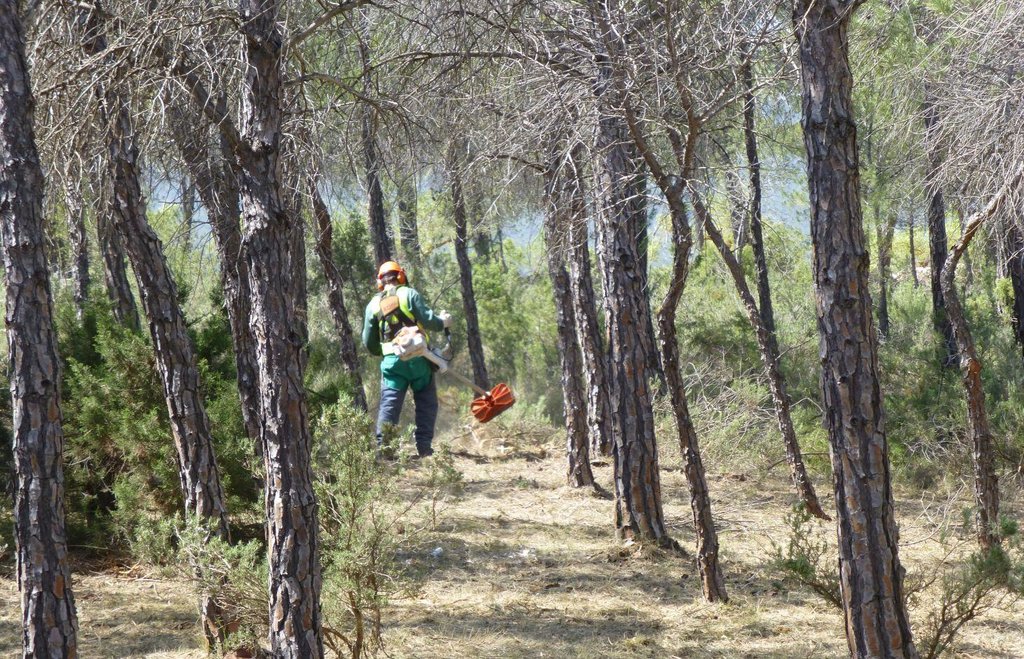 Management for forest fire prevention