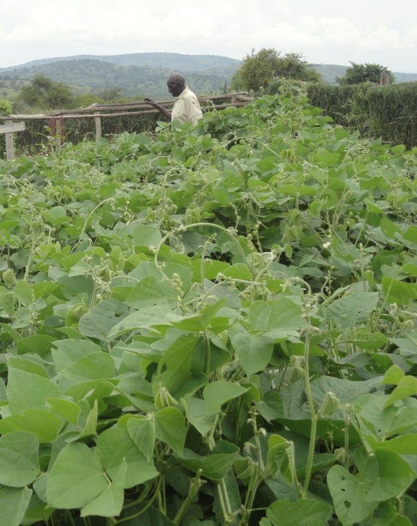 Improved fodder production on degraded pastureland