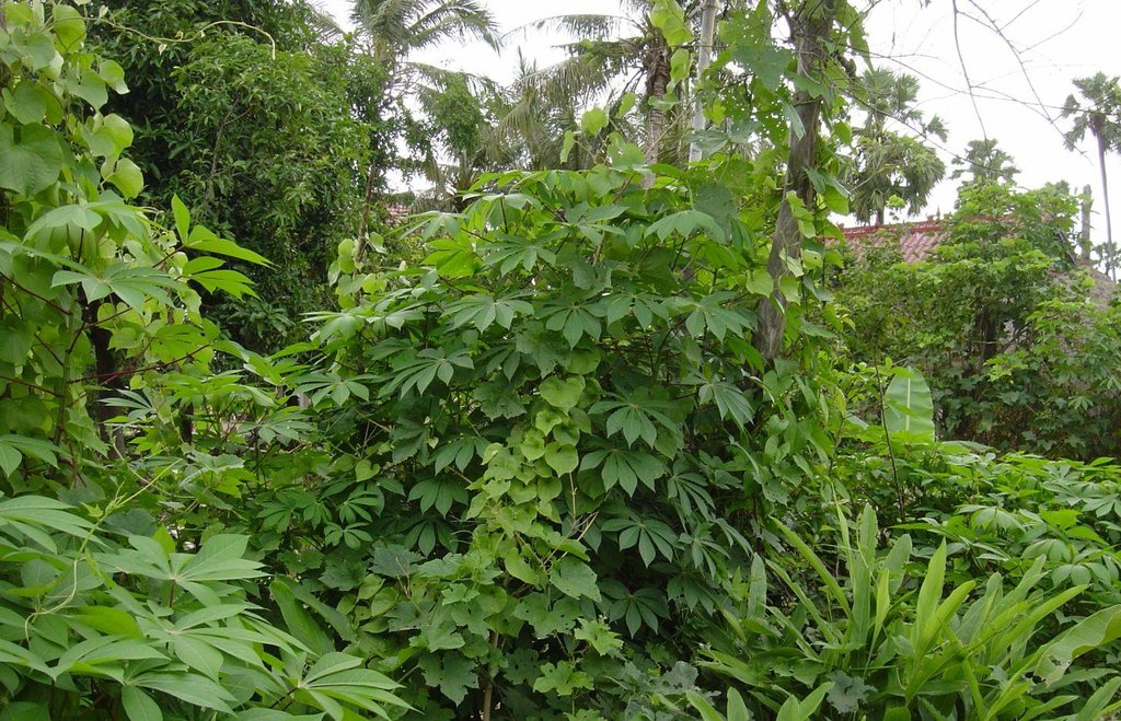 Home gardens
