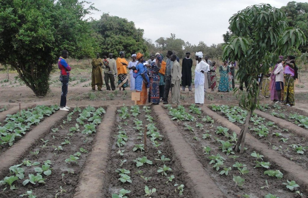 Integrated production and pest management