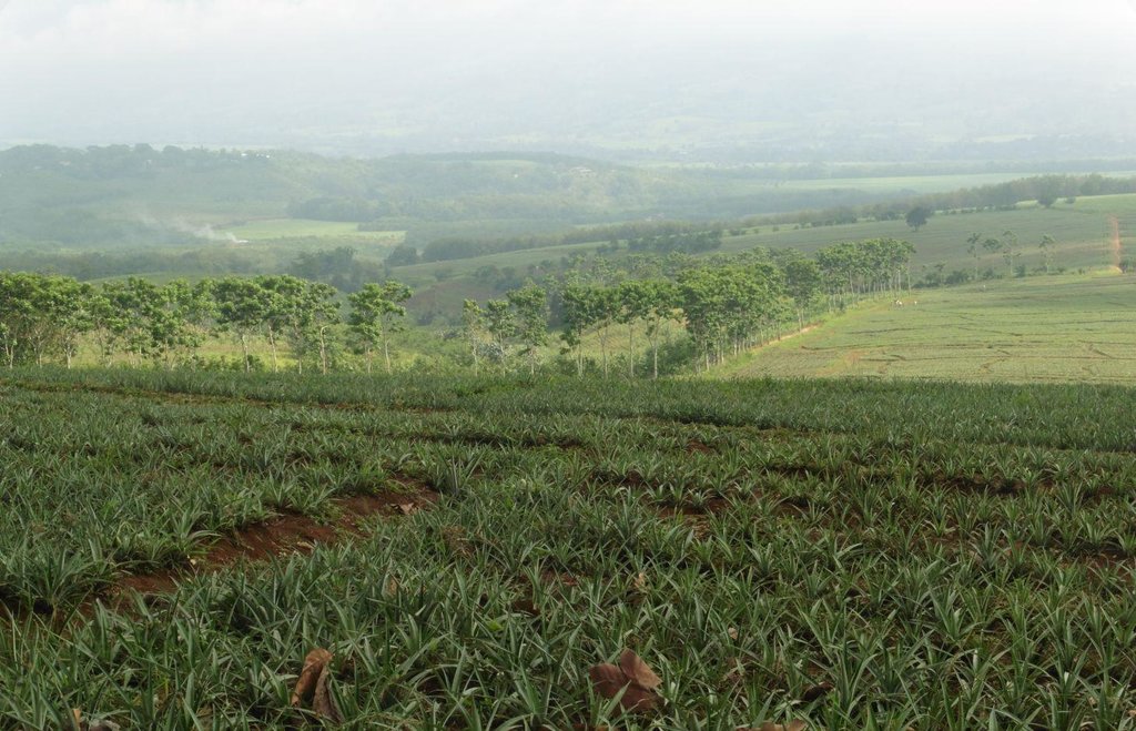 Trees as buffer zones