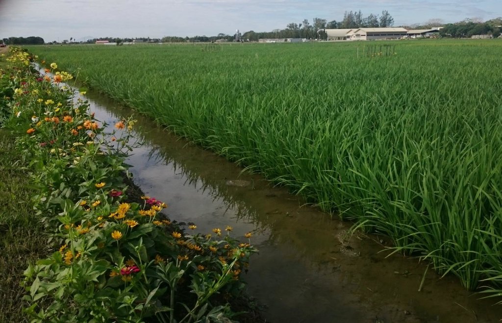 Ecological engineering for biological pest control
