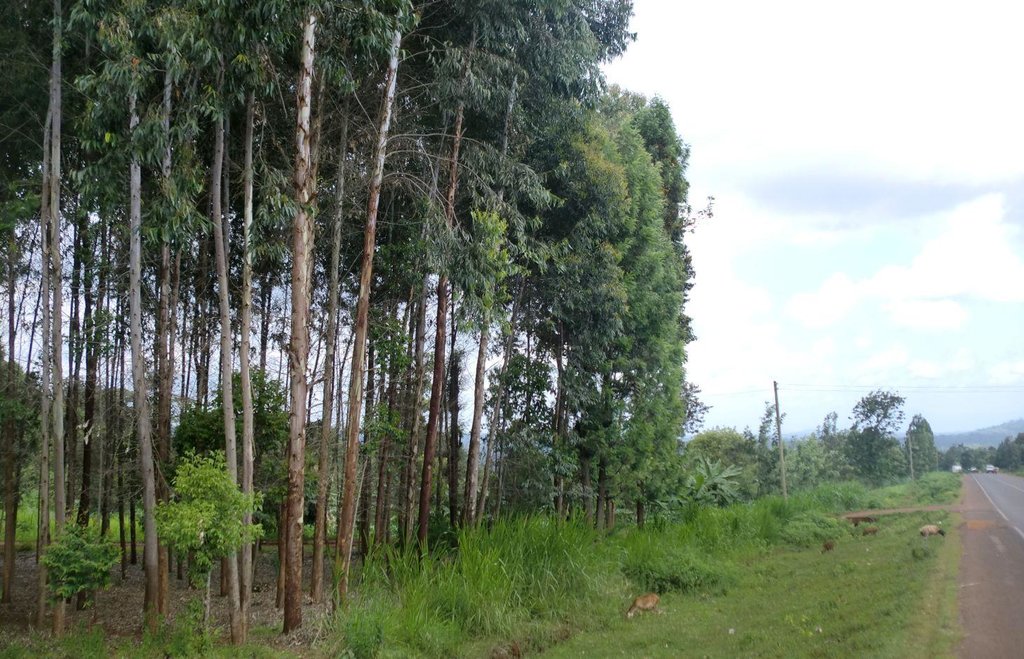 Woodlot/fuelwood production