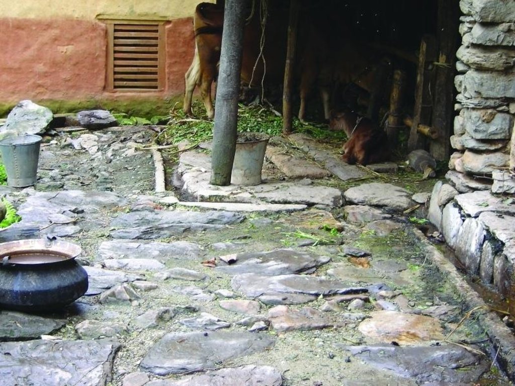Improved cattle shed for urine collection