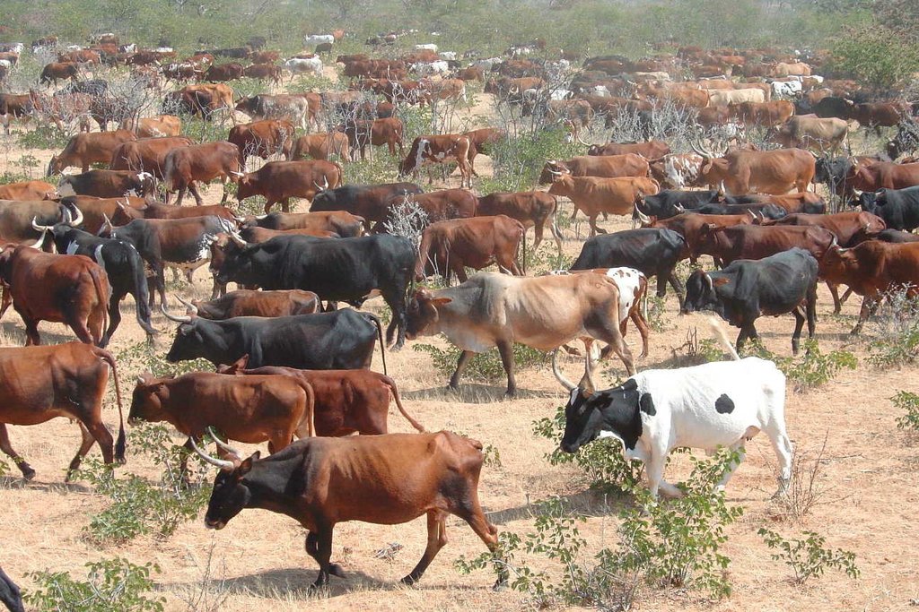 Combined herding for planned grazing