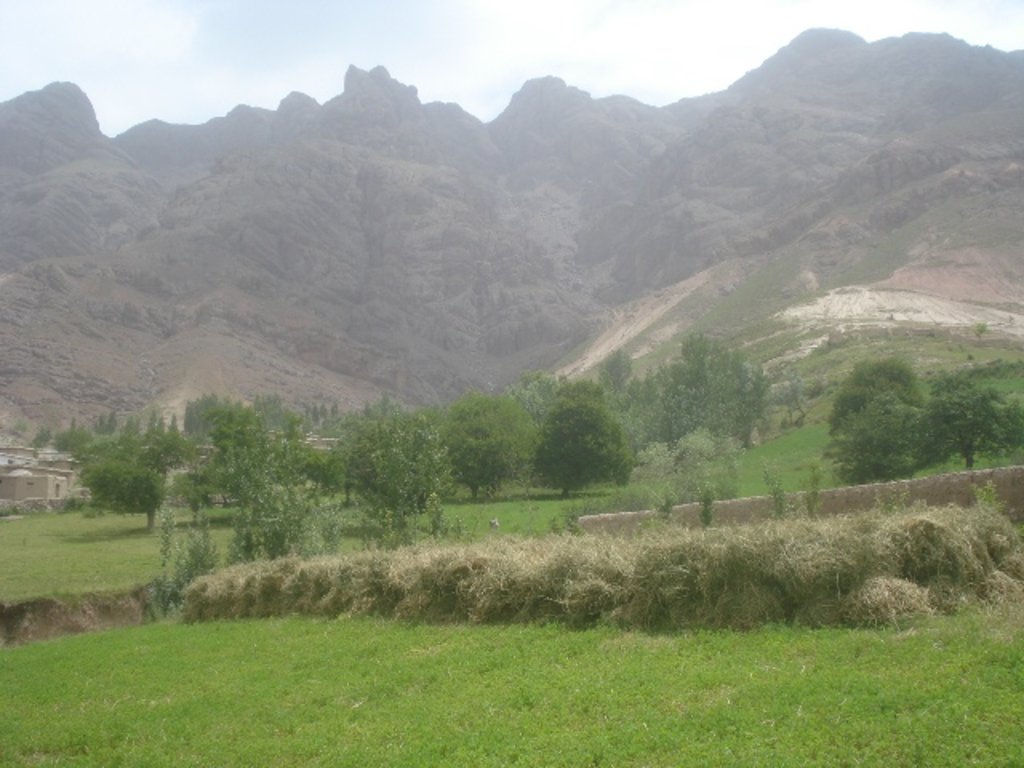 Rehabilitation of degraded pastures with alfalfa