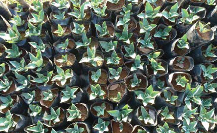 Land reclamation by agave forestry with native species