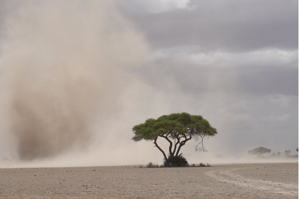acacia tree in a desert