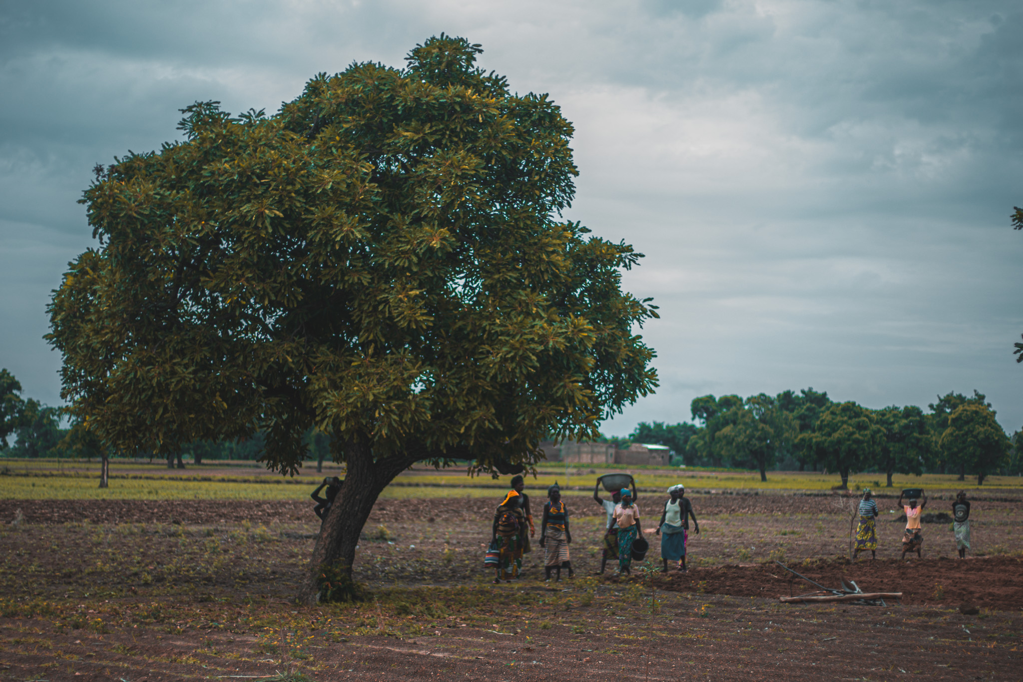 Shea Tree Burkina Faso