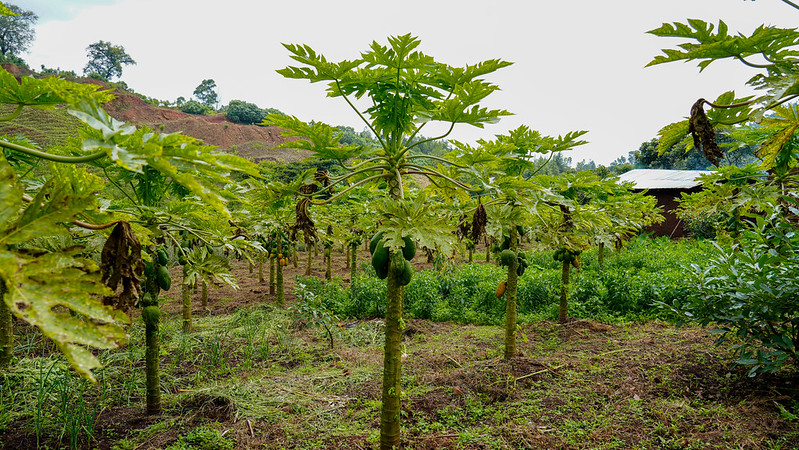 Agrofrestry in Jimma