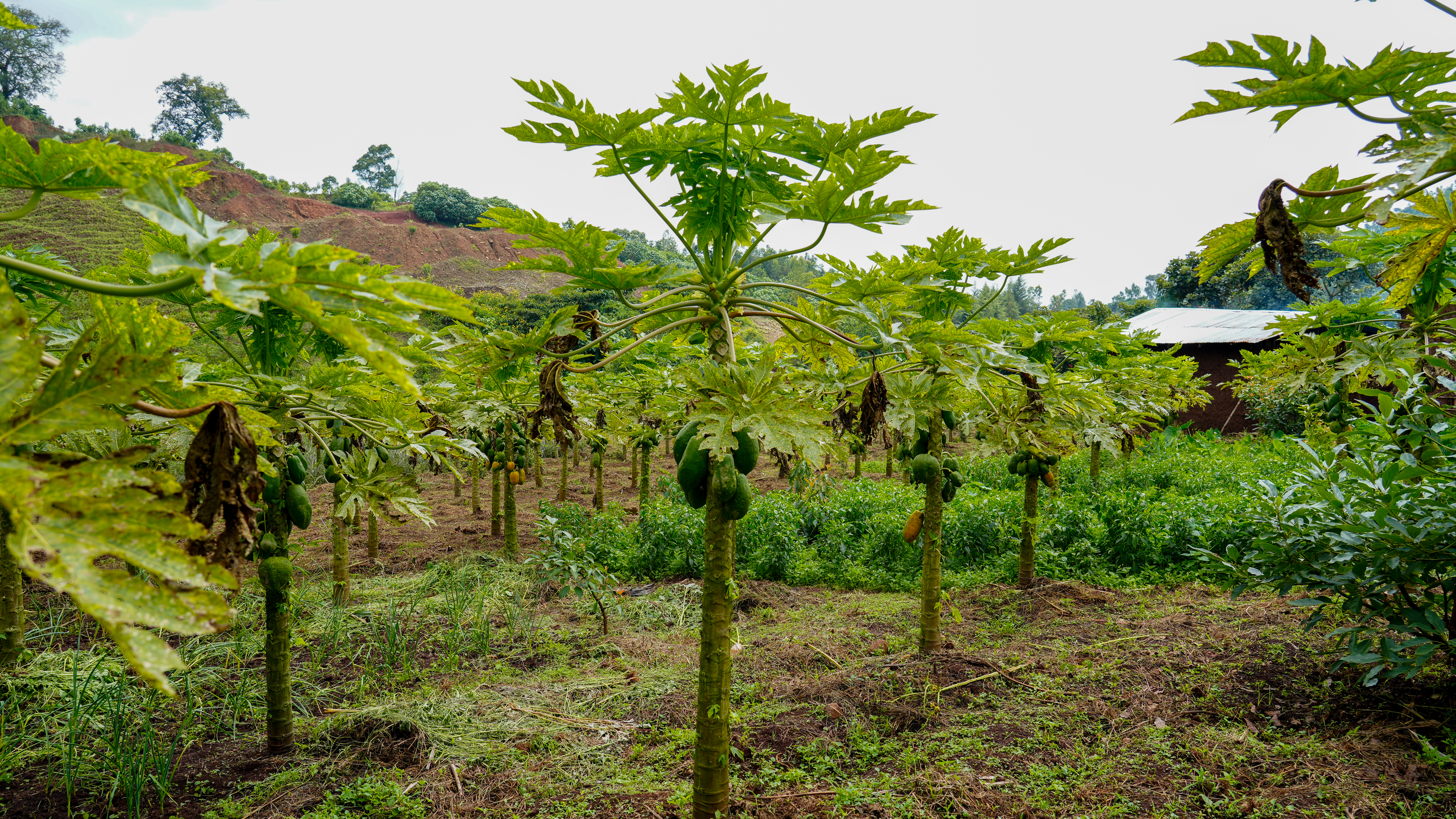 Papaya and pineapple plants flourishing together in an agroforestry farm in Jimma, Ethiopia, showcasing sustainable land management and restoration in action.