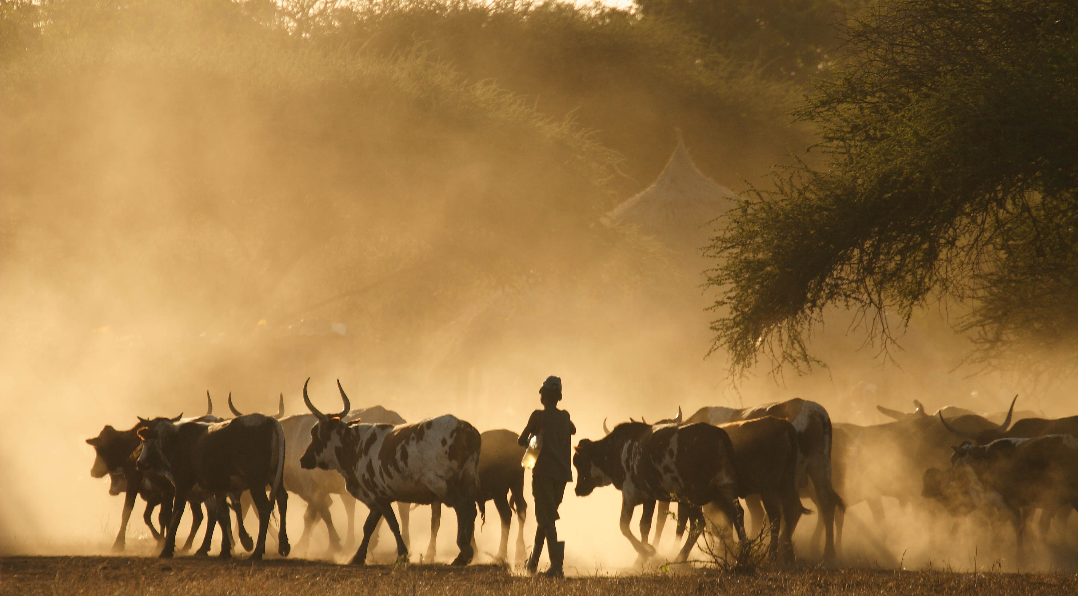 Cattle herding in southern Ethiopia (picture credit: ILRI/Stevie Mann).