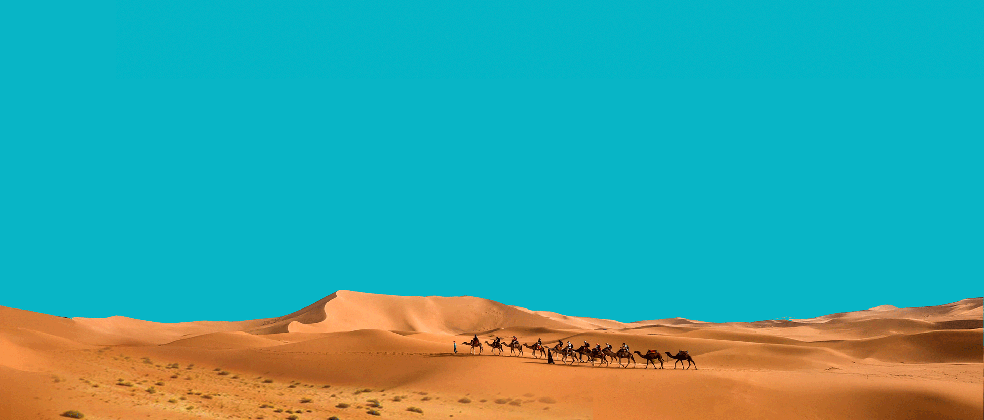 COP17 logo banner