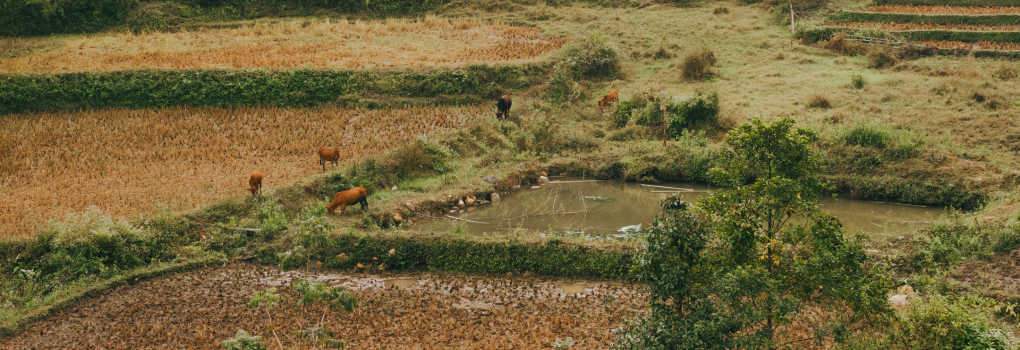 animals standing in the grass