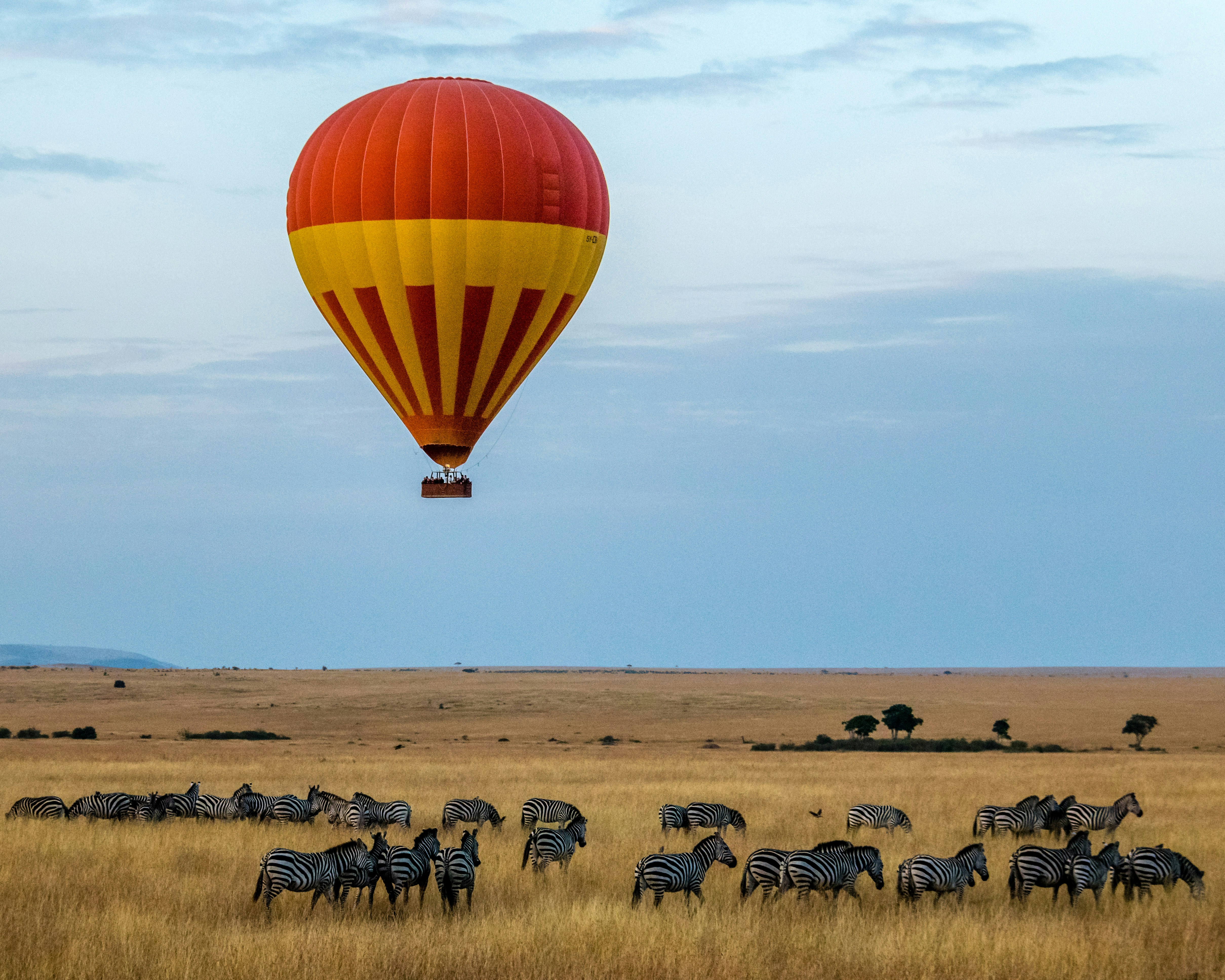 Red and yellow hot air balloon flying over a herd of zebras in a dry, grassy African savanna