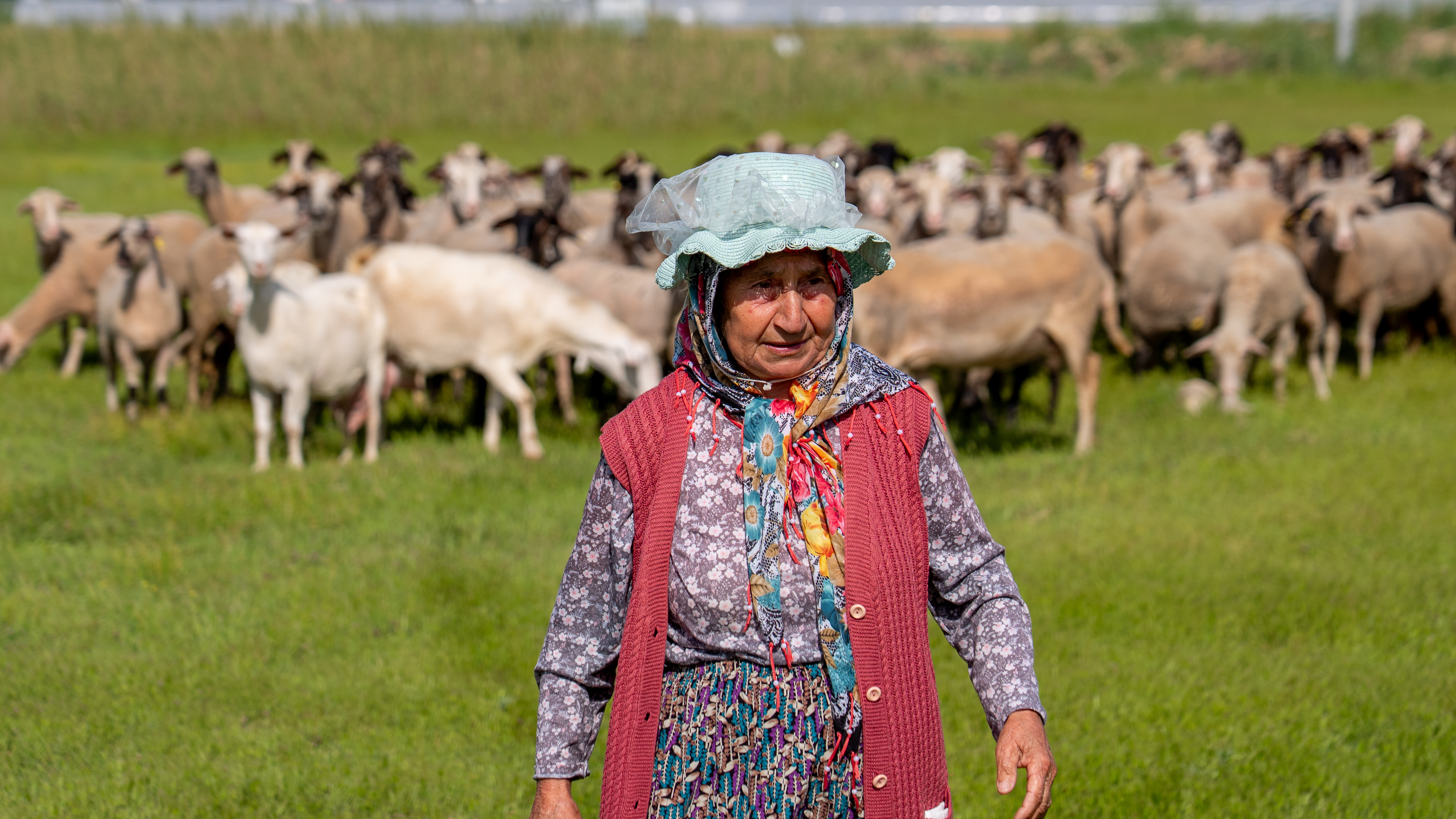 A senior pastoralist woman wearing a floral headscarf and a sun hat stands in a green pasture with a large flock of sheep grazing in the blurred background.