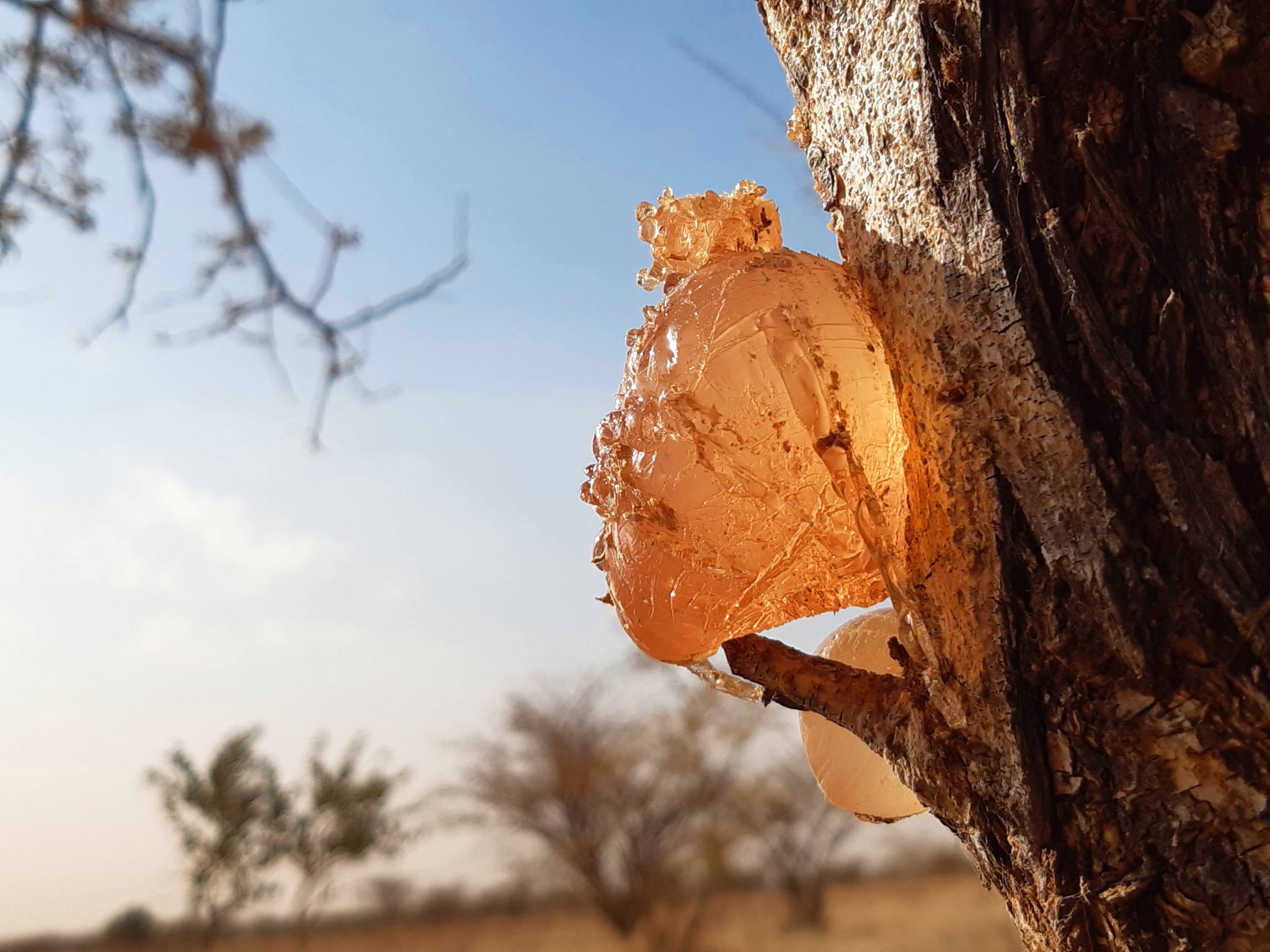 Close-up of a large, translucent amber globule of gum arabic resin oozing from the bark of an acacia tree trunk under a blue sky, ©Nexira