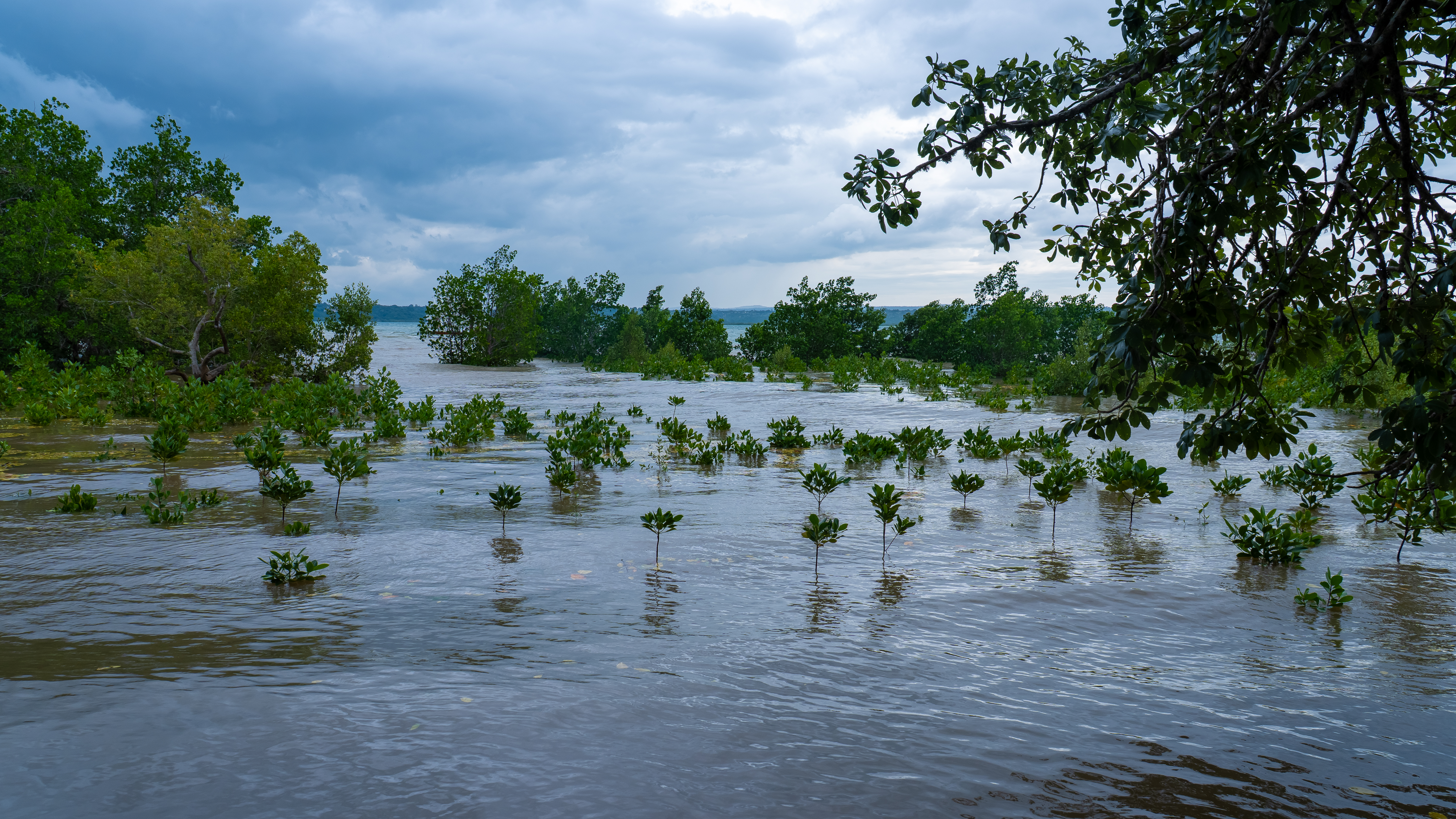 A wide shot of a mangrove forest in Kilifi County, Kenya, featuring young mangrove saplings emerging from the water in the foreground and denser mangrove trees in the background under an overcast, cloudy sky.