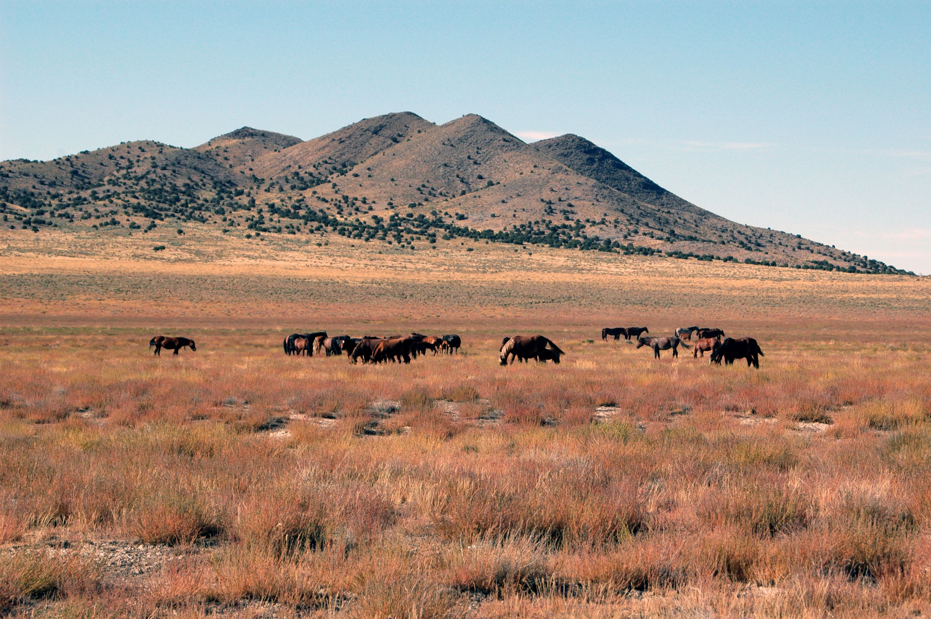 Horses grazing on open grassland beneath rugged hills