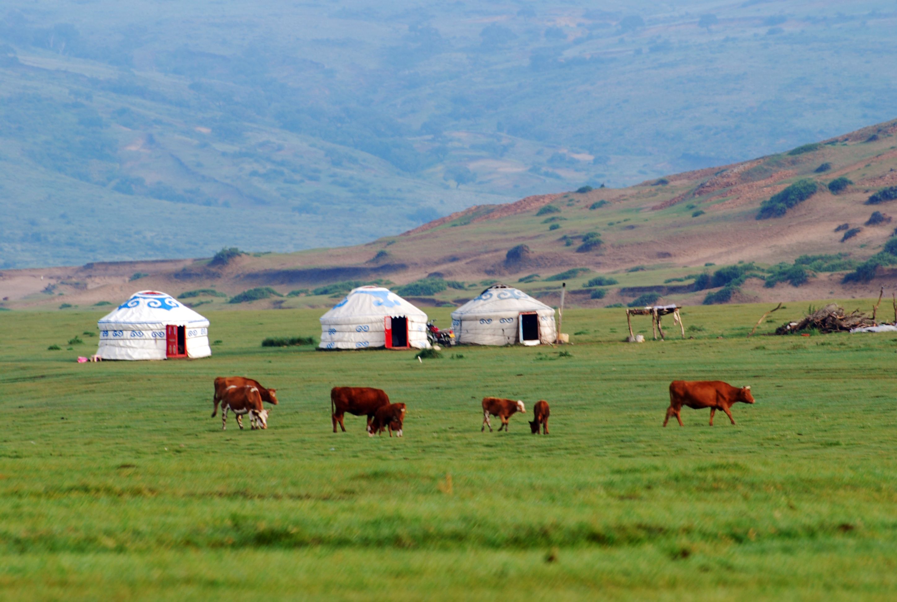Cattle grazing on a green field in front of three traditional Mongolian yurts (gers) with rolling hills in the background.