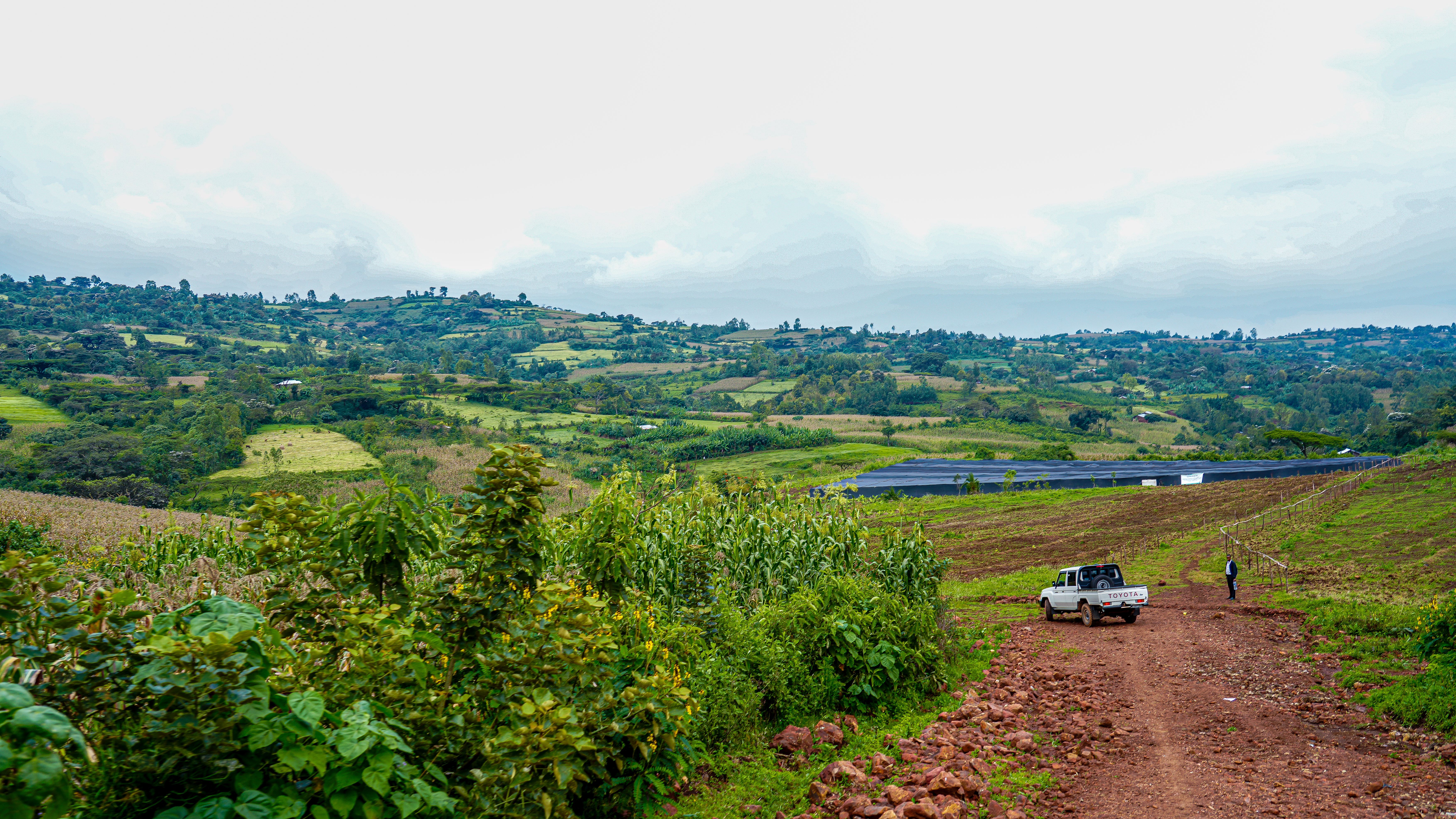 Landscape view of lush, green hills and farmland in Jimma, Ethiopia, highlighting the positive impact of sustainable agriculture and land restoration initiatives.