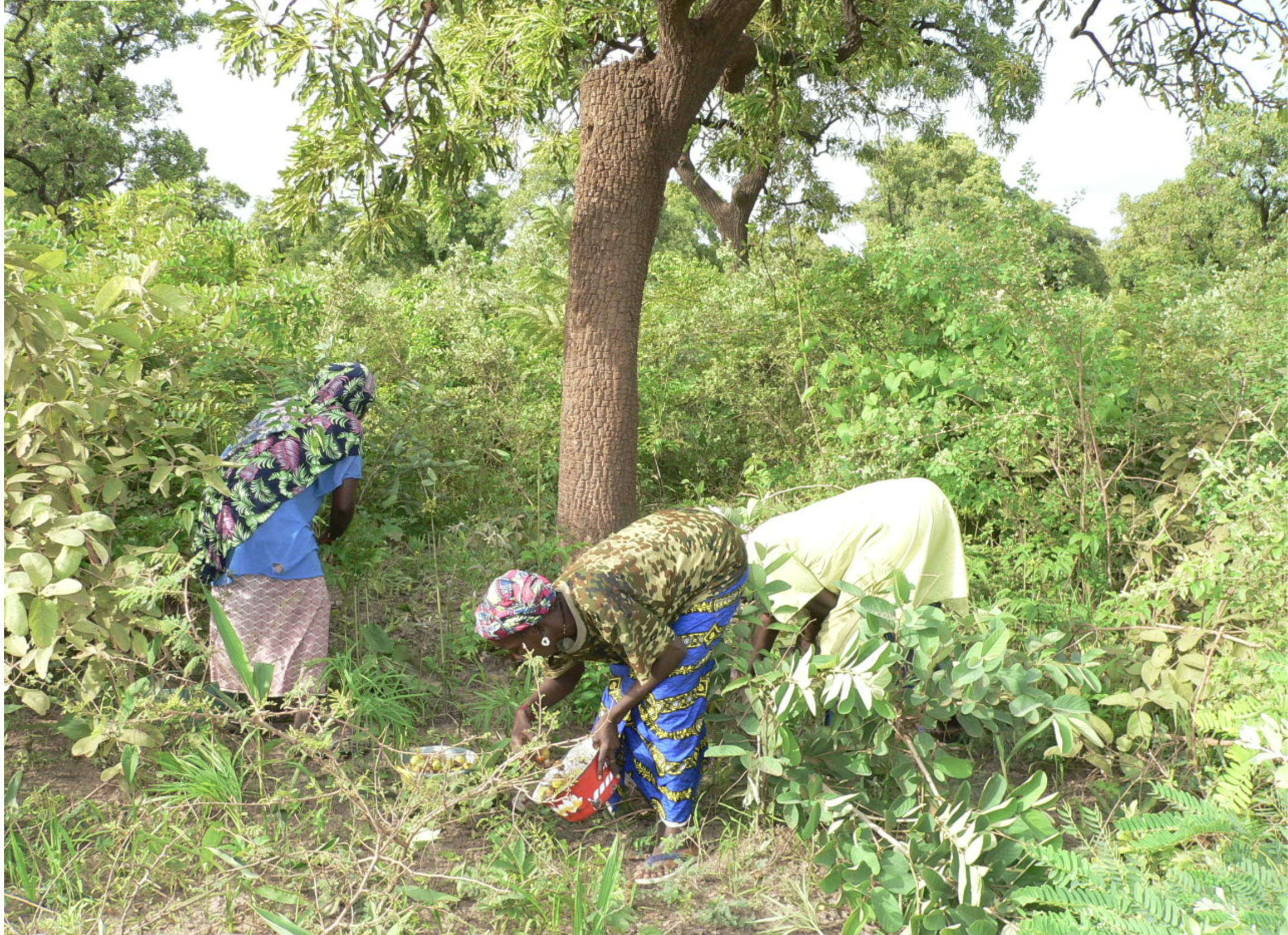 women bending under a tree