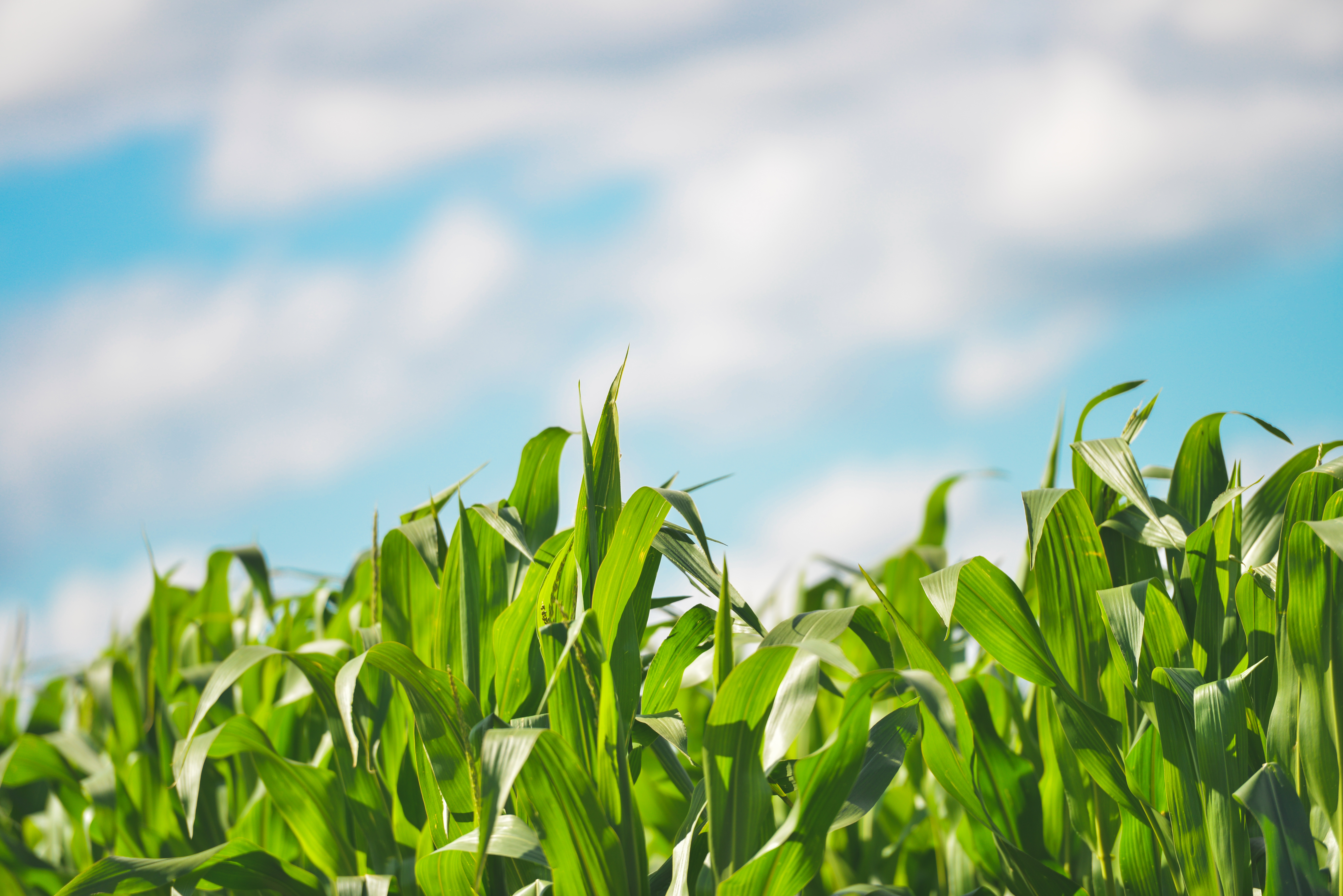 crops
