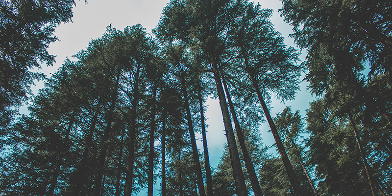 bright-conifer-dawn-1350339