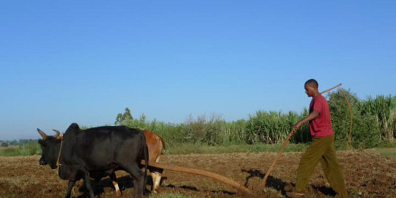 A farmer in Ethiopia