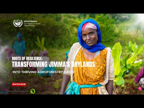 Roots of Resilience: Transforming Jimma's drylands into thriving agroforestry oases