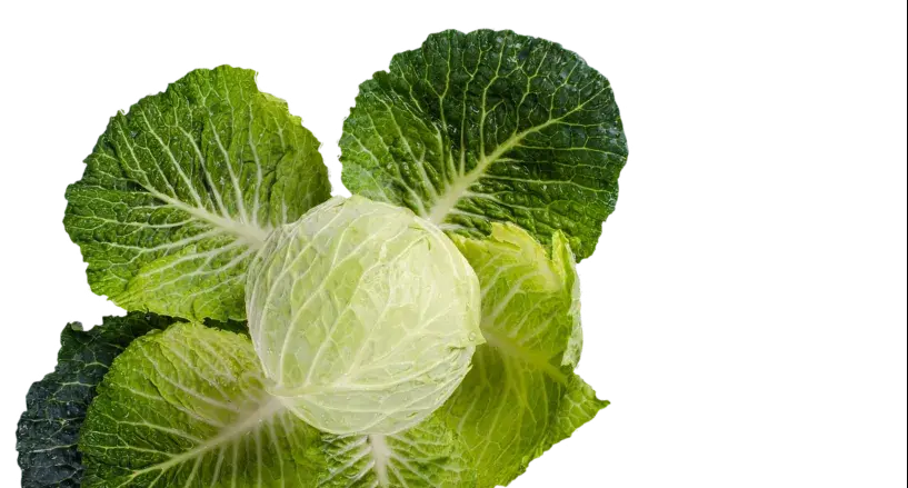 Food and Security Fact Cabbage Image