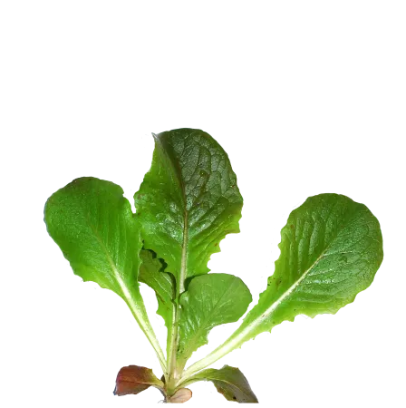 green leaf